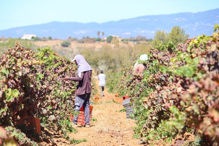 Algarve Wine Tasting Harvest3