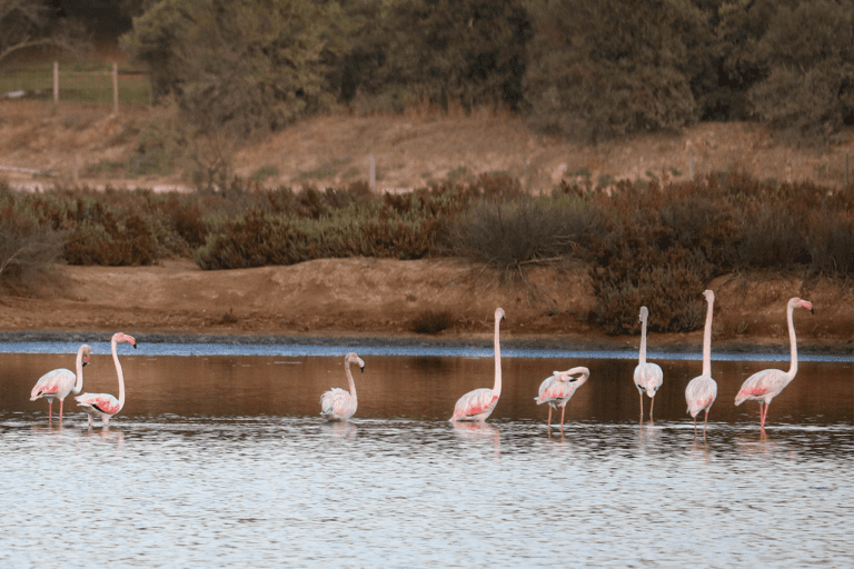 Algarve Seaside Tour