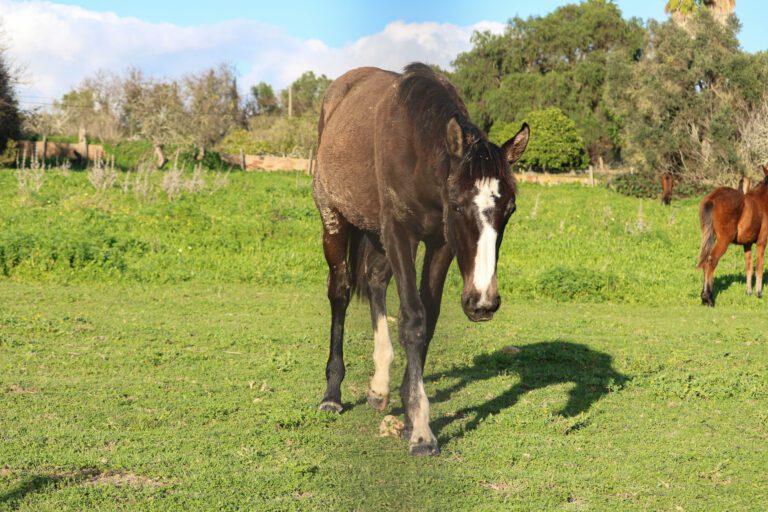 Algarve Seaside Tour - Rocha Delicada Horses